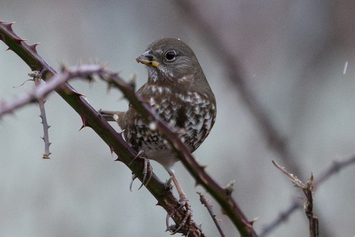 Fox Sparrow - ML646951968