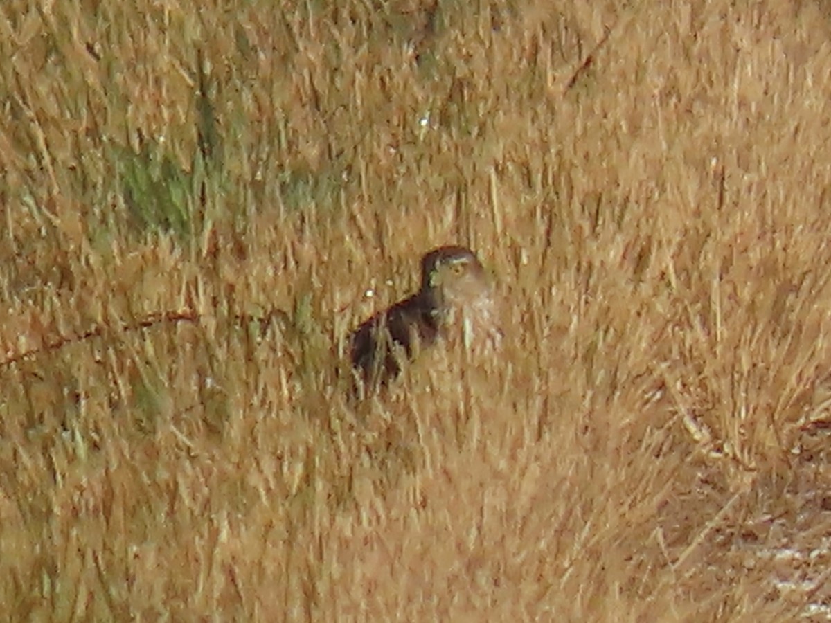 Sharp-shinned Hawk - ML646951969