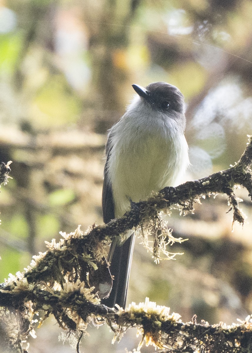 Pale-edged Flycatcher - ML646951971