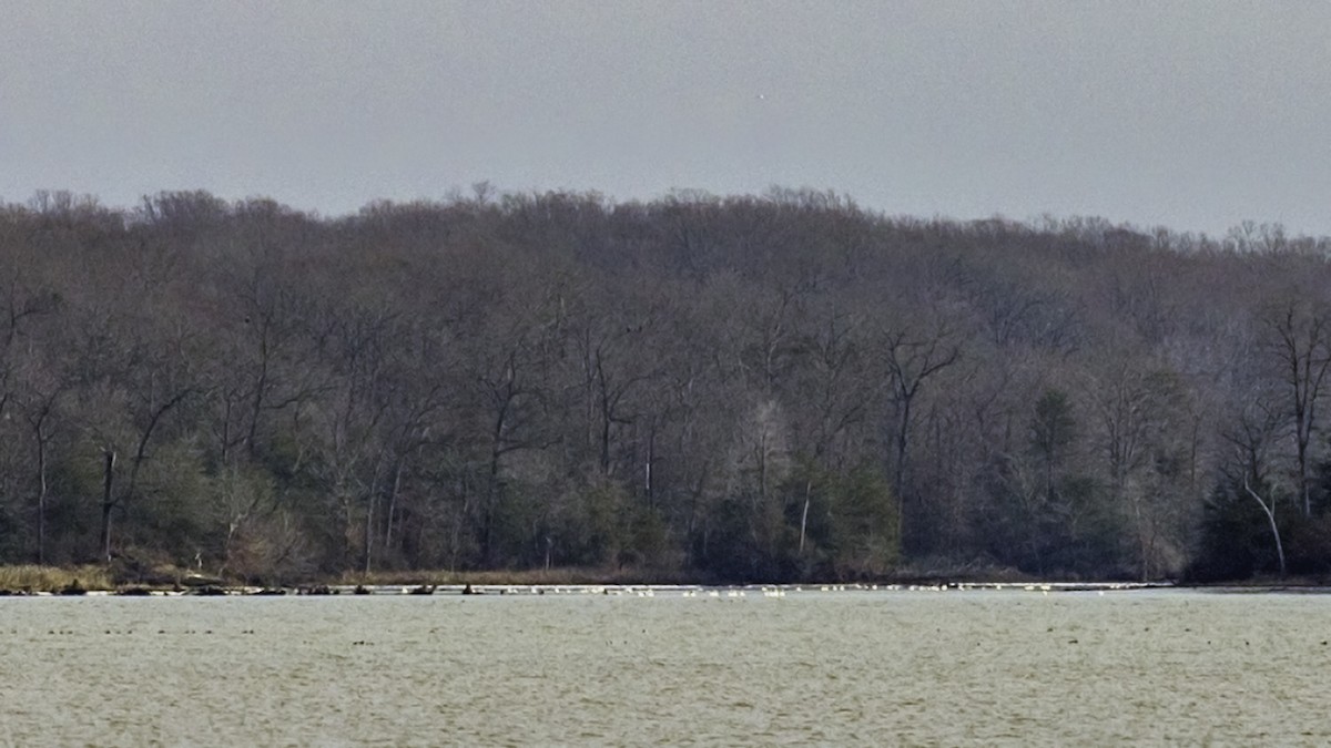 小天鵝 - ML646951972