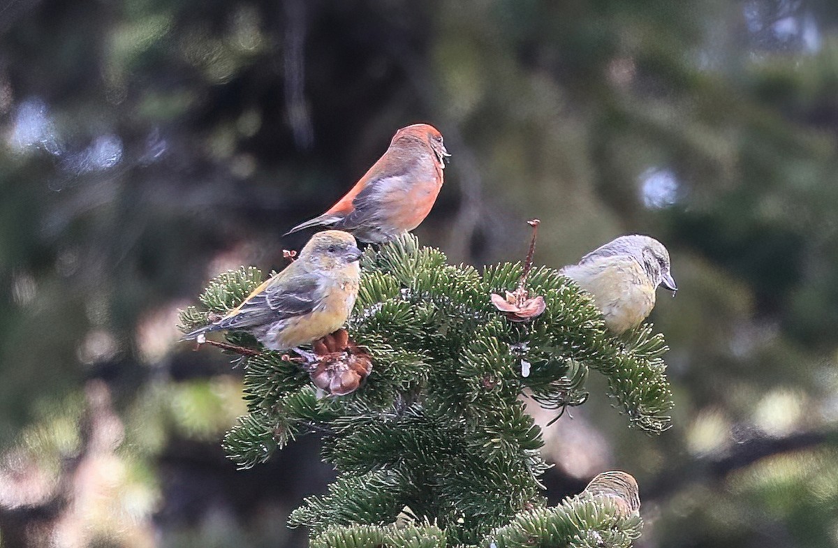 Bec-croisé des sapins - ML646951978