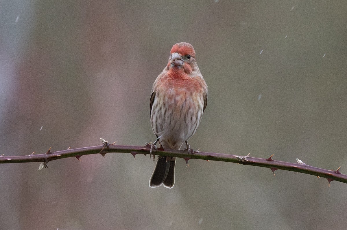 Roselin familier - ML646951983