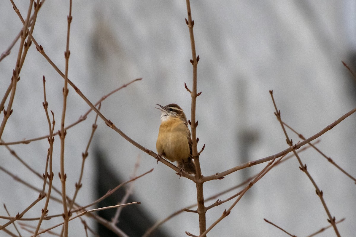 Carolina Wren - ML646951984