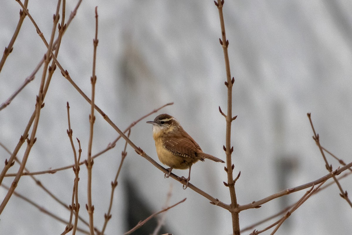 Carolina Wren - ML646951985
