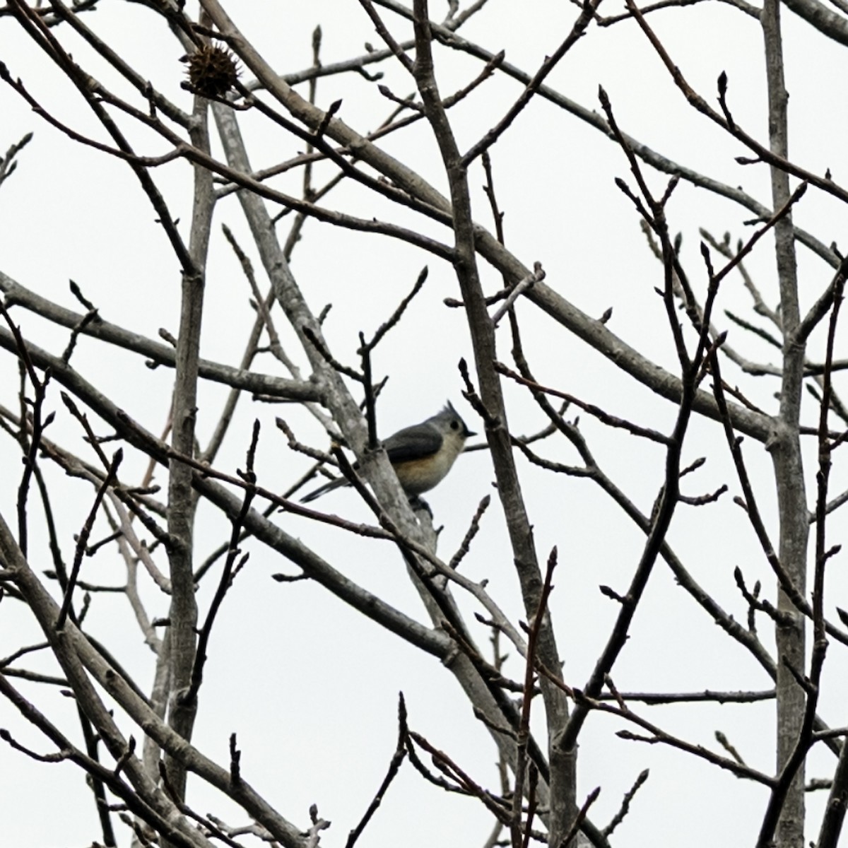 Tufted Titmouse - ML646951991
