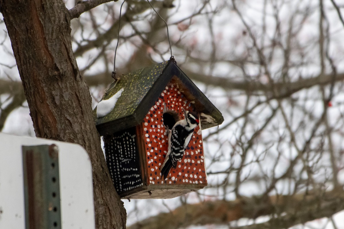 Downy Woodpecker - ML646951993