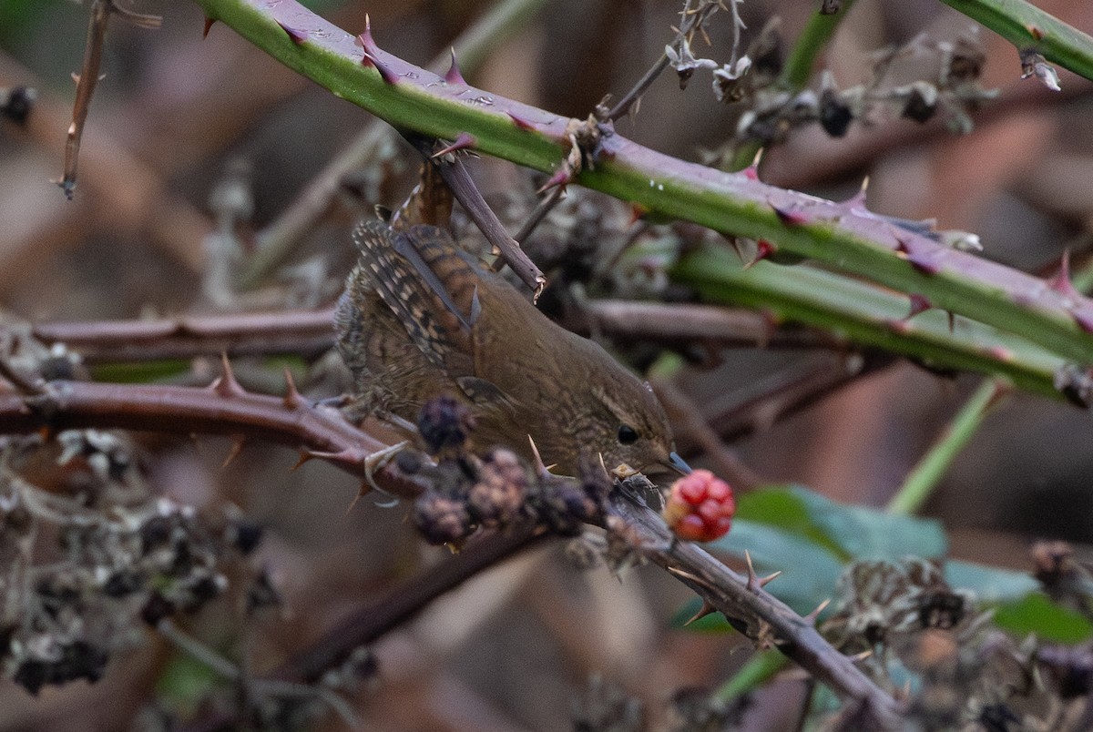 Pacific Wren - ML646951996