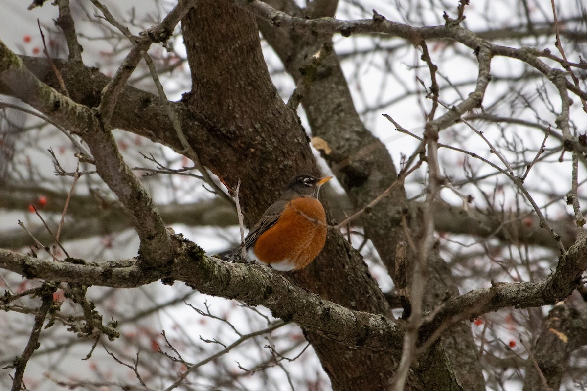 American Robin - ML646951998