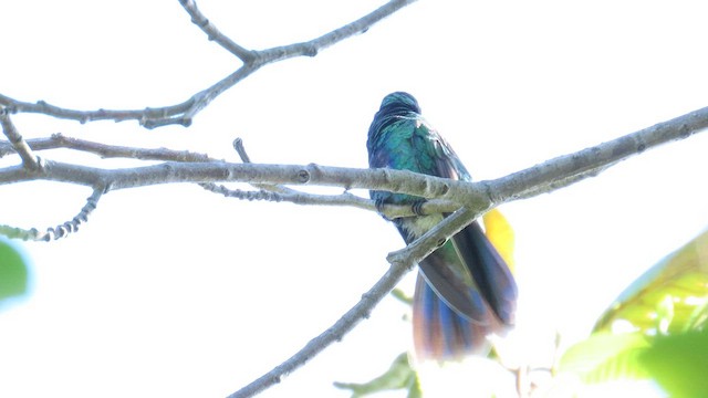 Sparkling Violetear - ML646952010