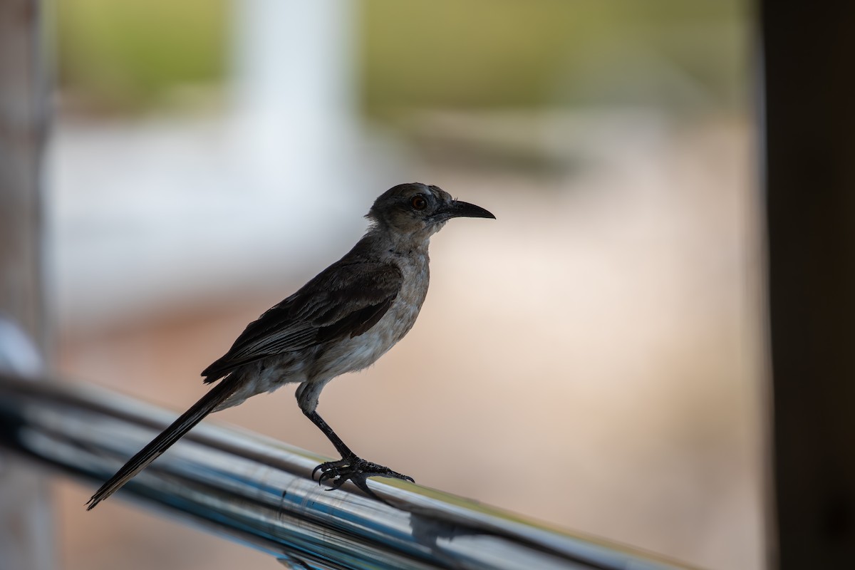 Tropical Mockingbird - ML646952012