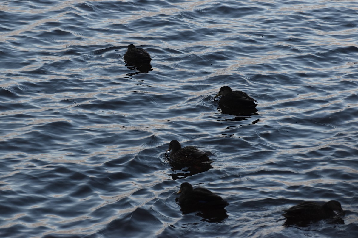 American Black Duck - ML646952013