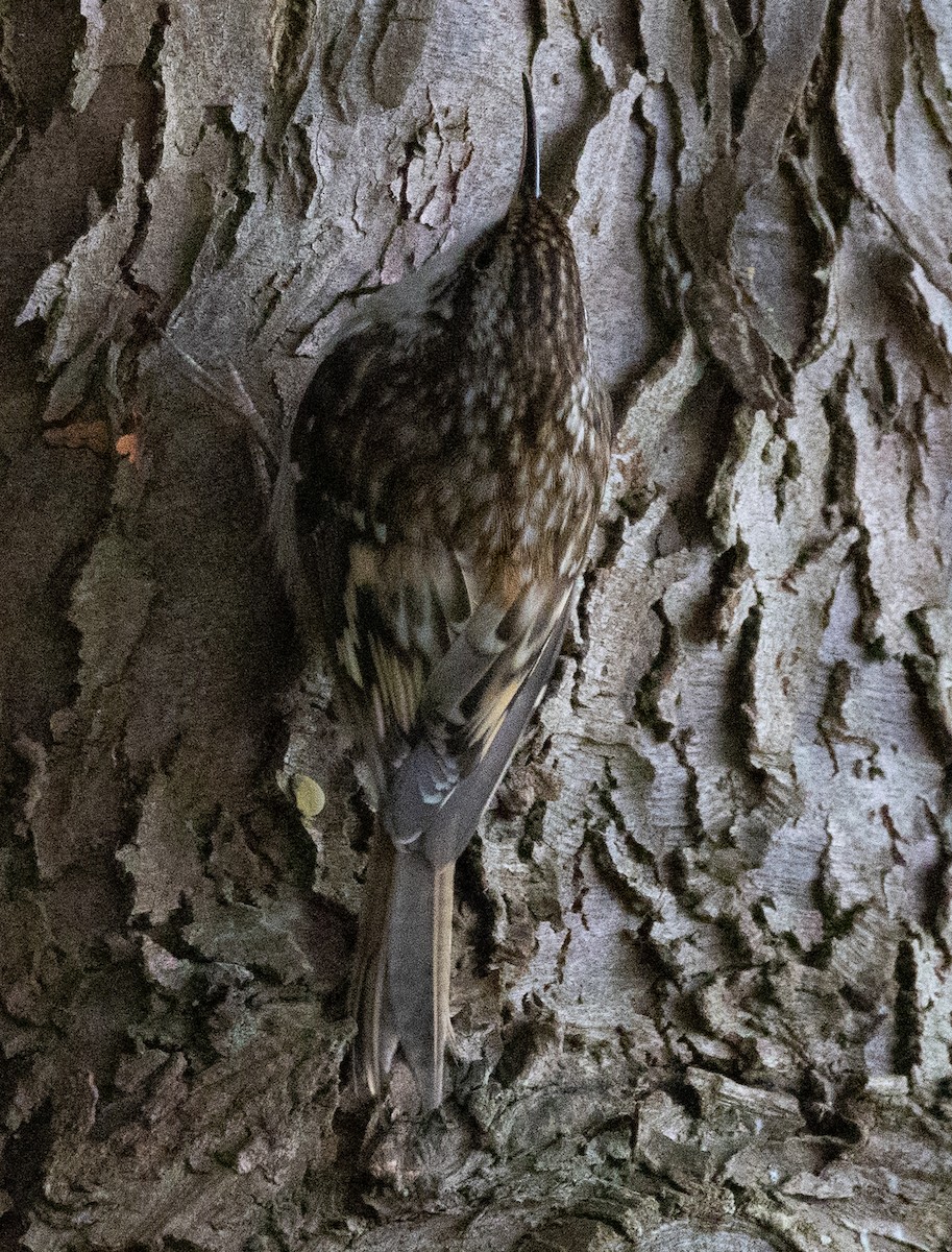 Brown Creeper - ML646952017