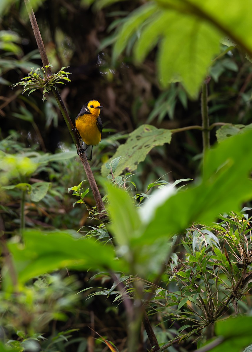 Golden-fronted Redstart (Golden-fronted) - ML646952018