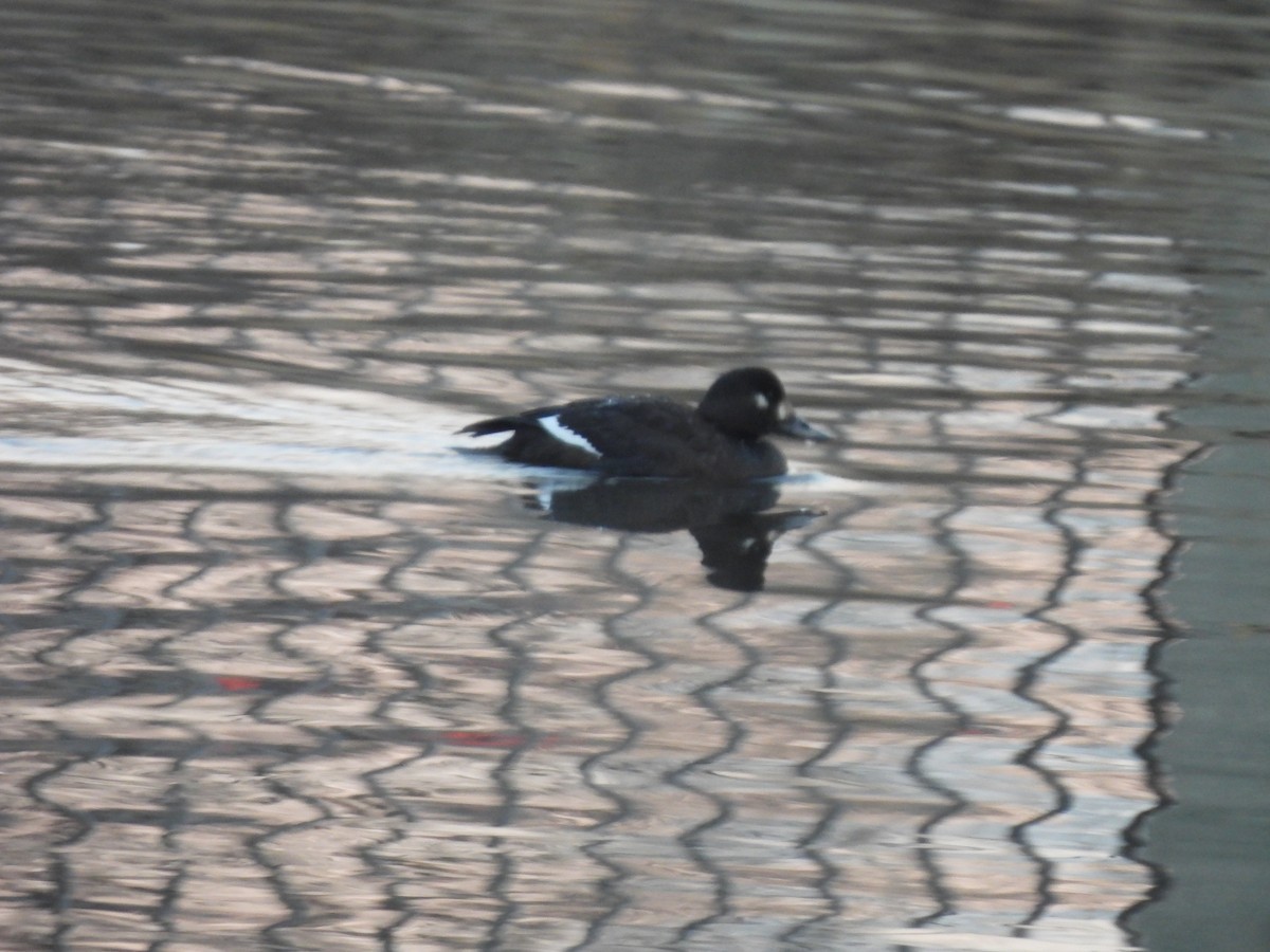 ヨーロッパビロードキンクロ - ML646952020