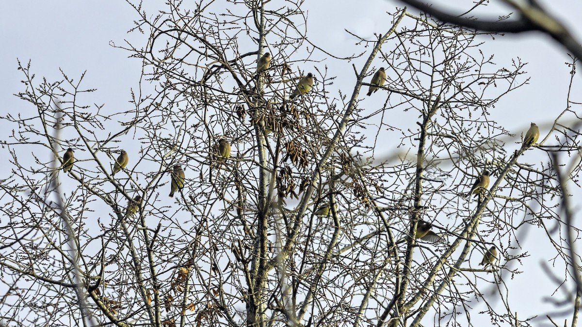 Cedar Waxwing - ML646952021