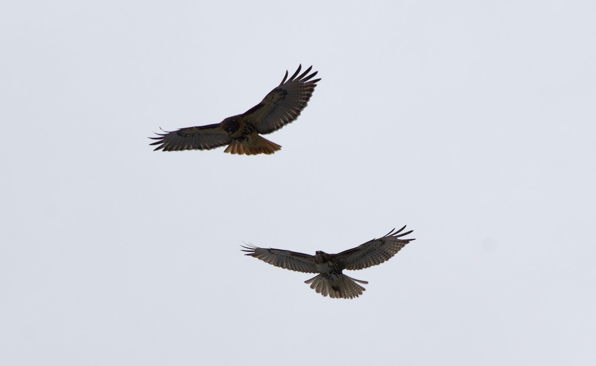 Rotschwanzbussard - ML646952022