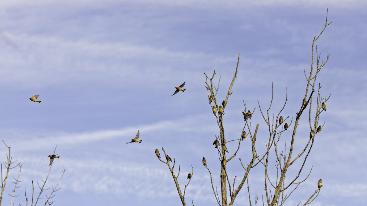 Cedar Waxwing - ML646952023