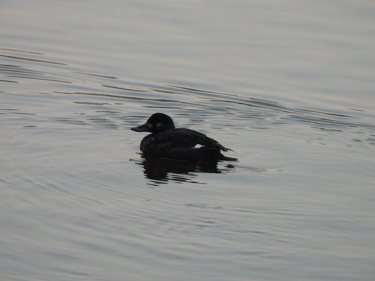 ヨーロッパビロードキンクロ - ML646952026