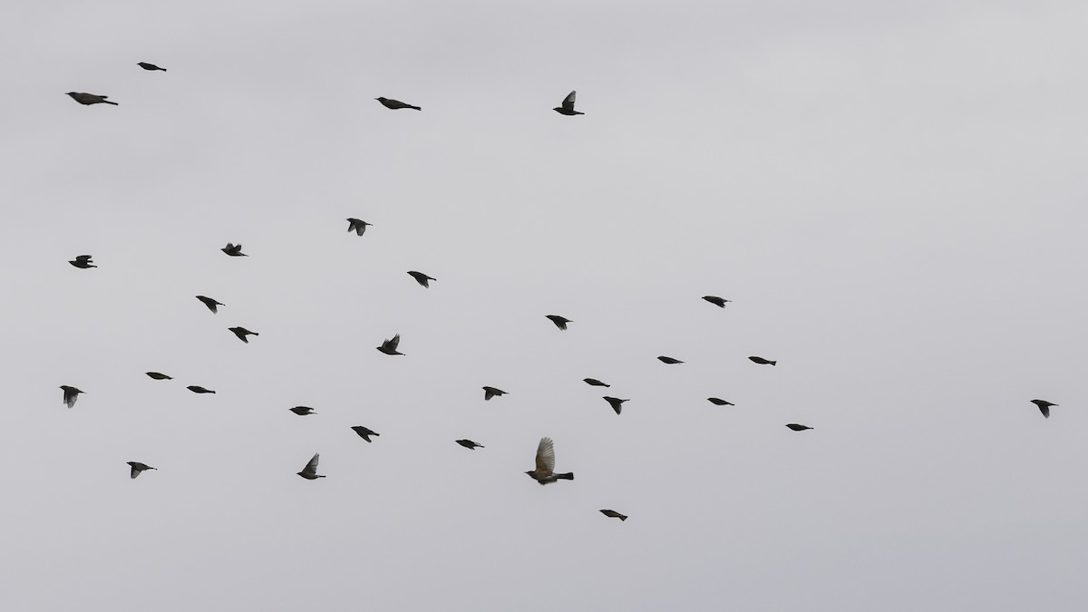 Cedar Waxwing - ML646952027