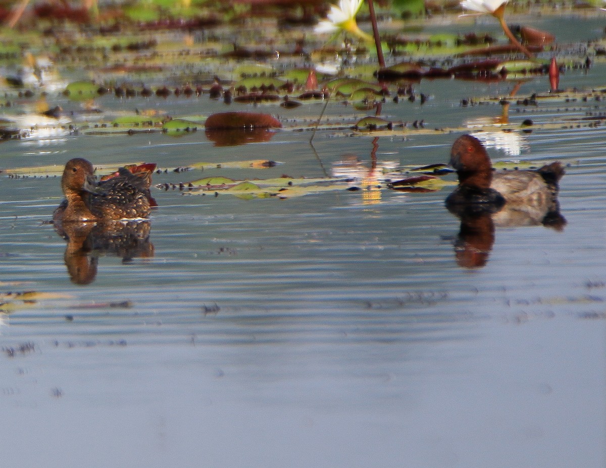 Common Pochard - ML646952029