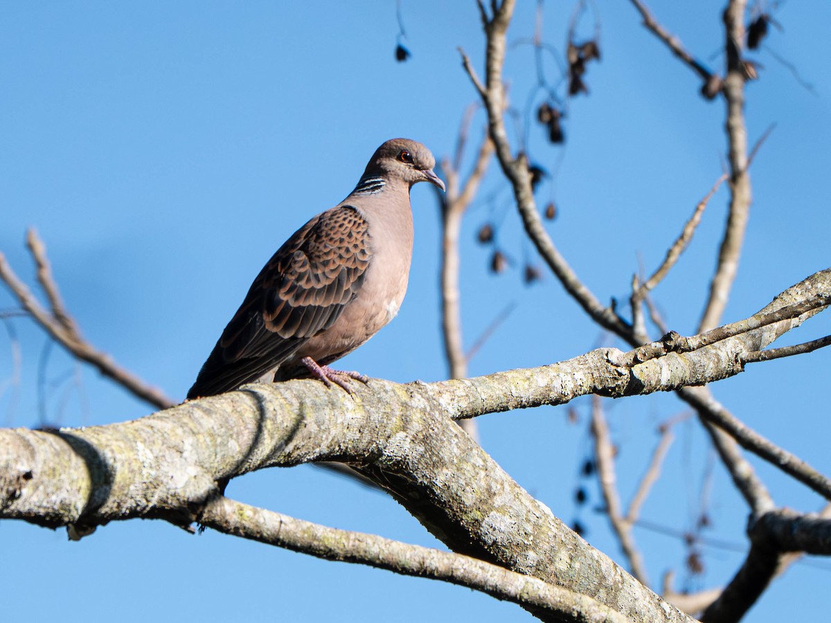 Oriental Turtle-Dove - ML646952033