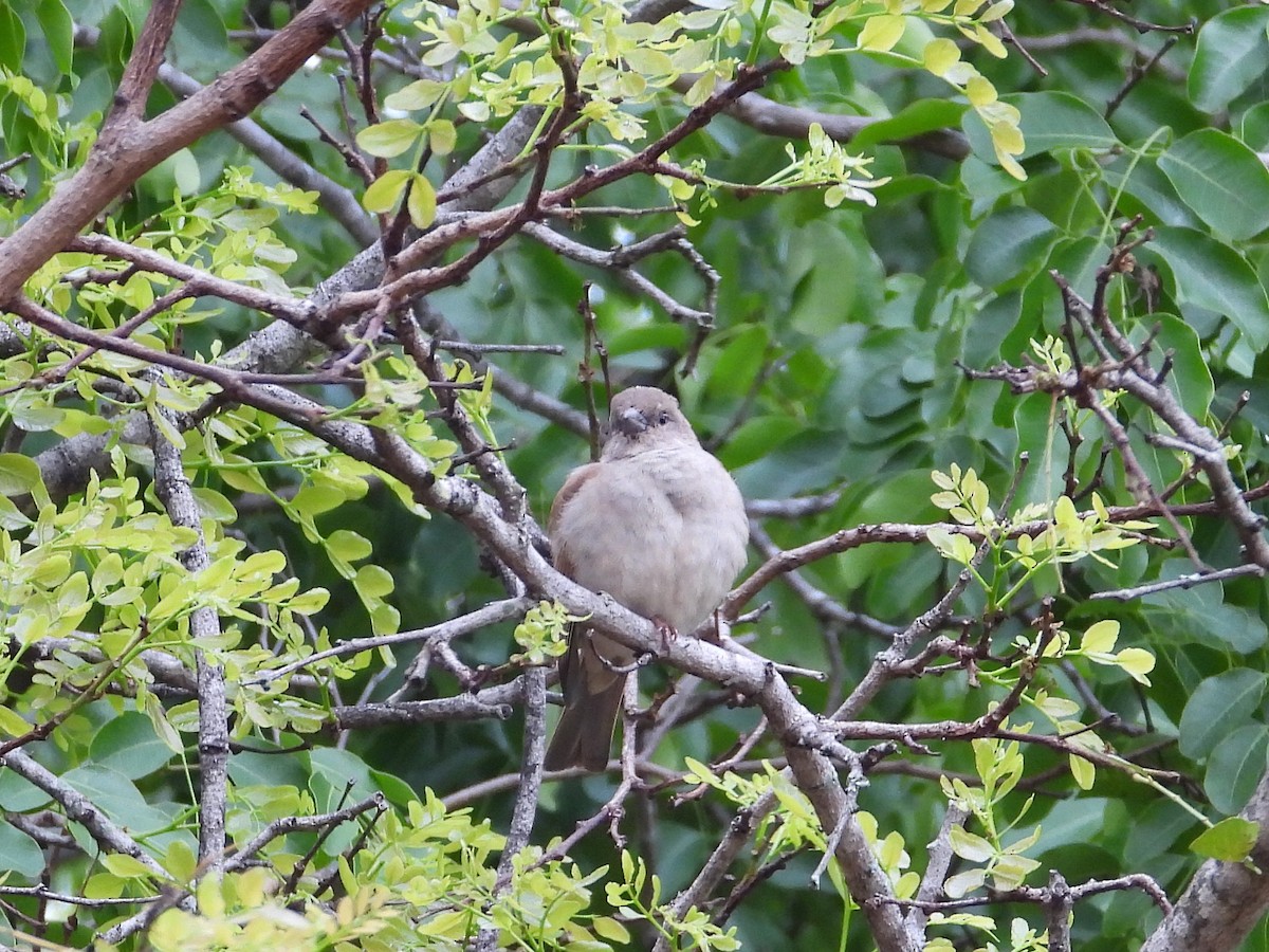 Горобець блідий - ML646952037