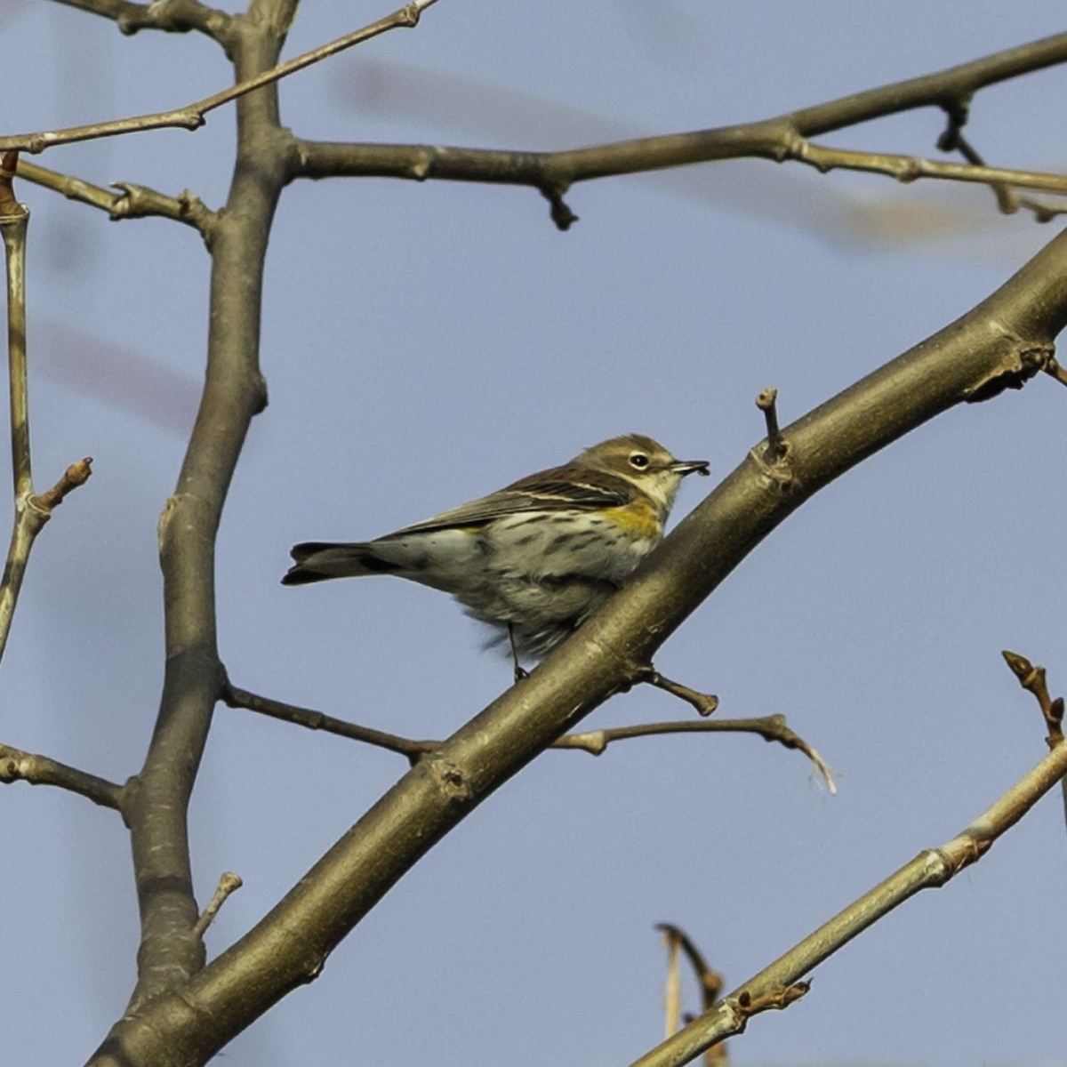 Yellow-rumped Warbler - ML646952038