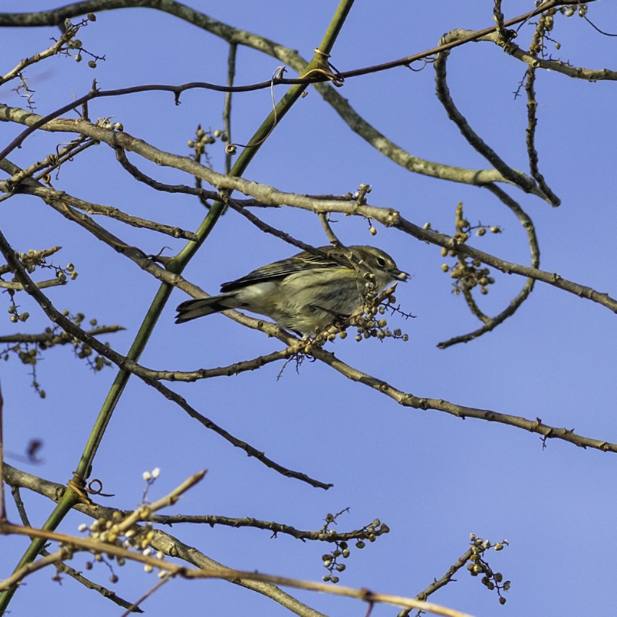 Yellow-rumped Warbler - ML646952041