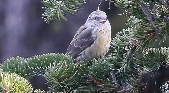 Bec-croisé des sapins - ML646952051