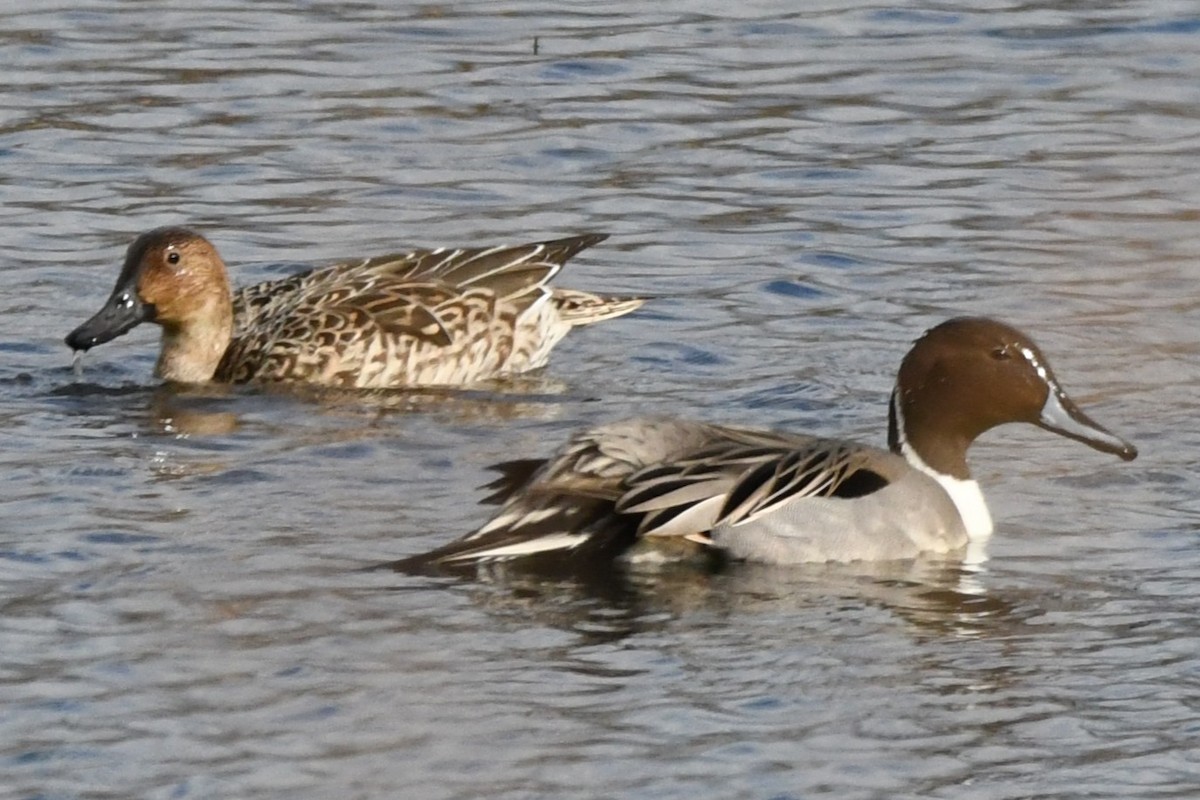 Northern Pintail - ML646952055