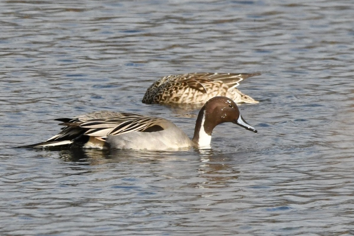 Northern Pintail - ML646952056