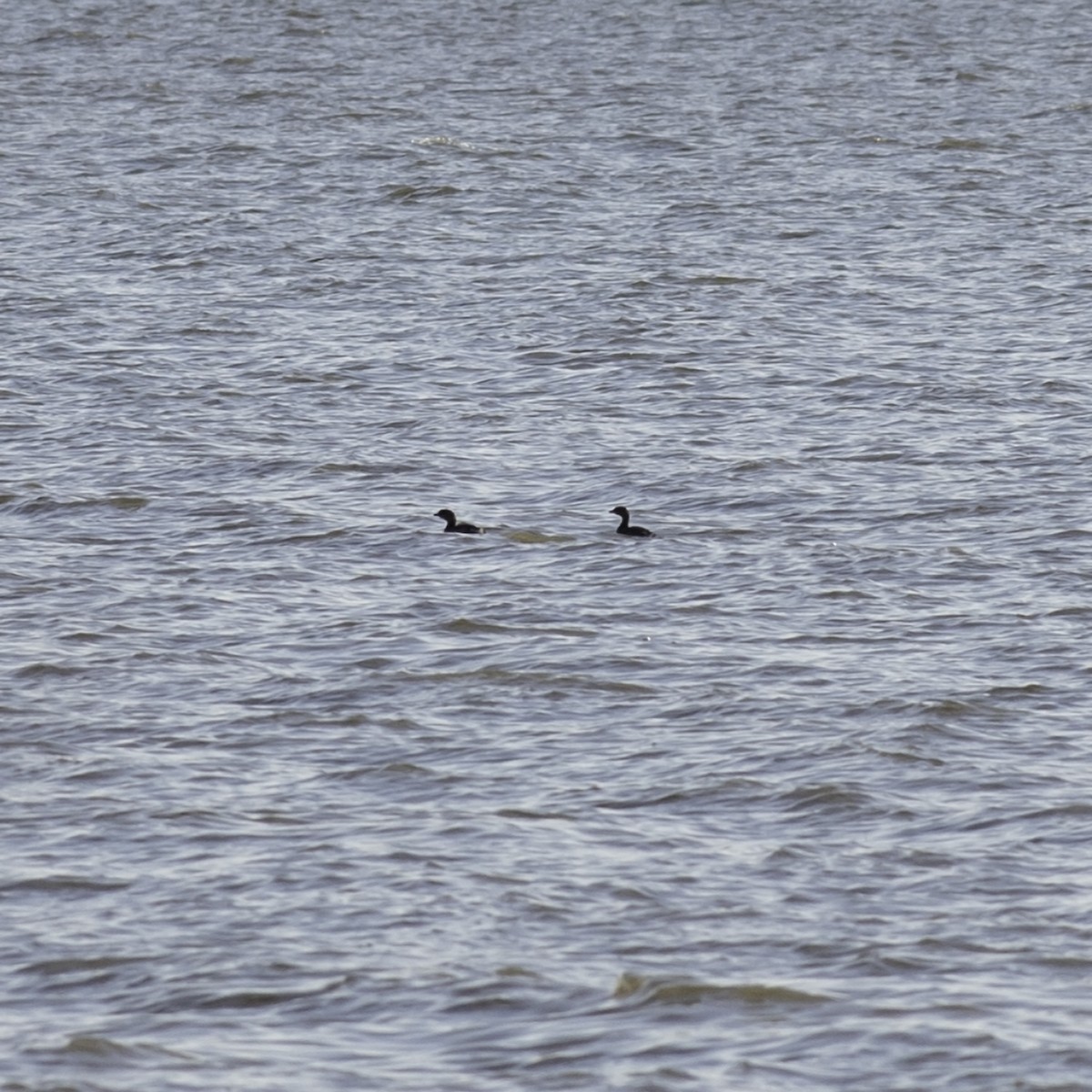 Pied-billed Grebe - ML646952057