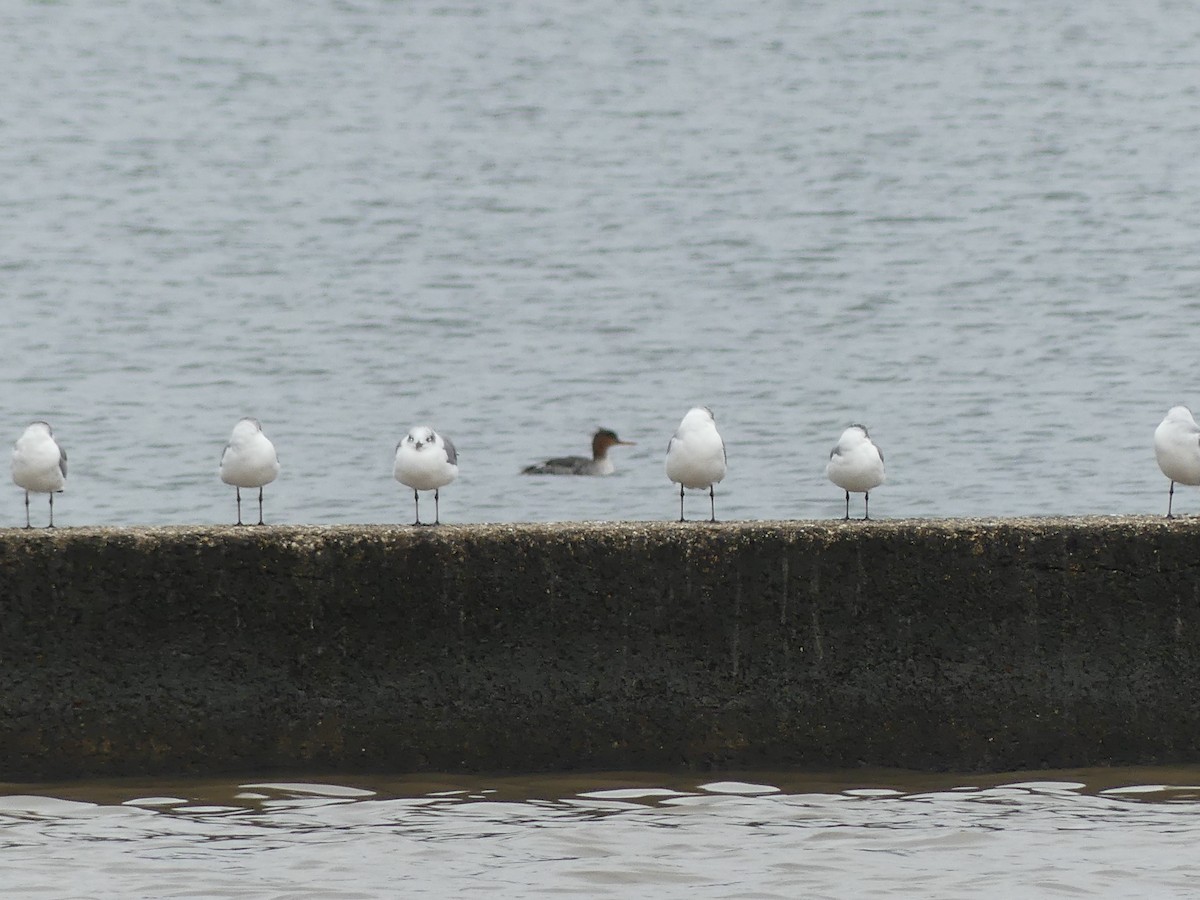 Serreta Mediana - ML646952058