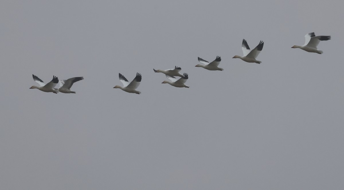 Snow Goose - ML646952062