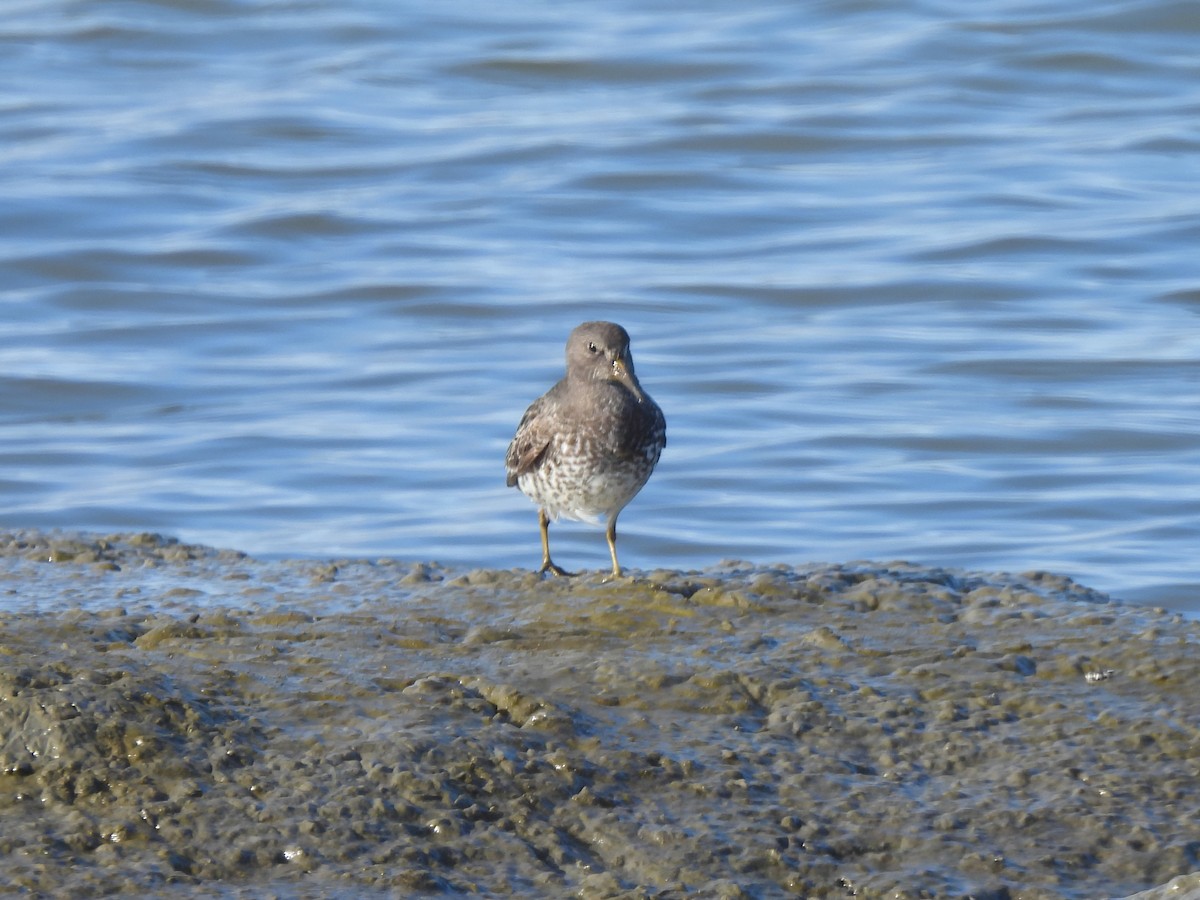 Rock Sandpiper - ML646952064