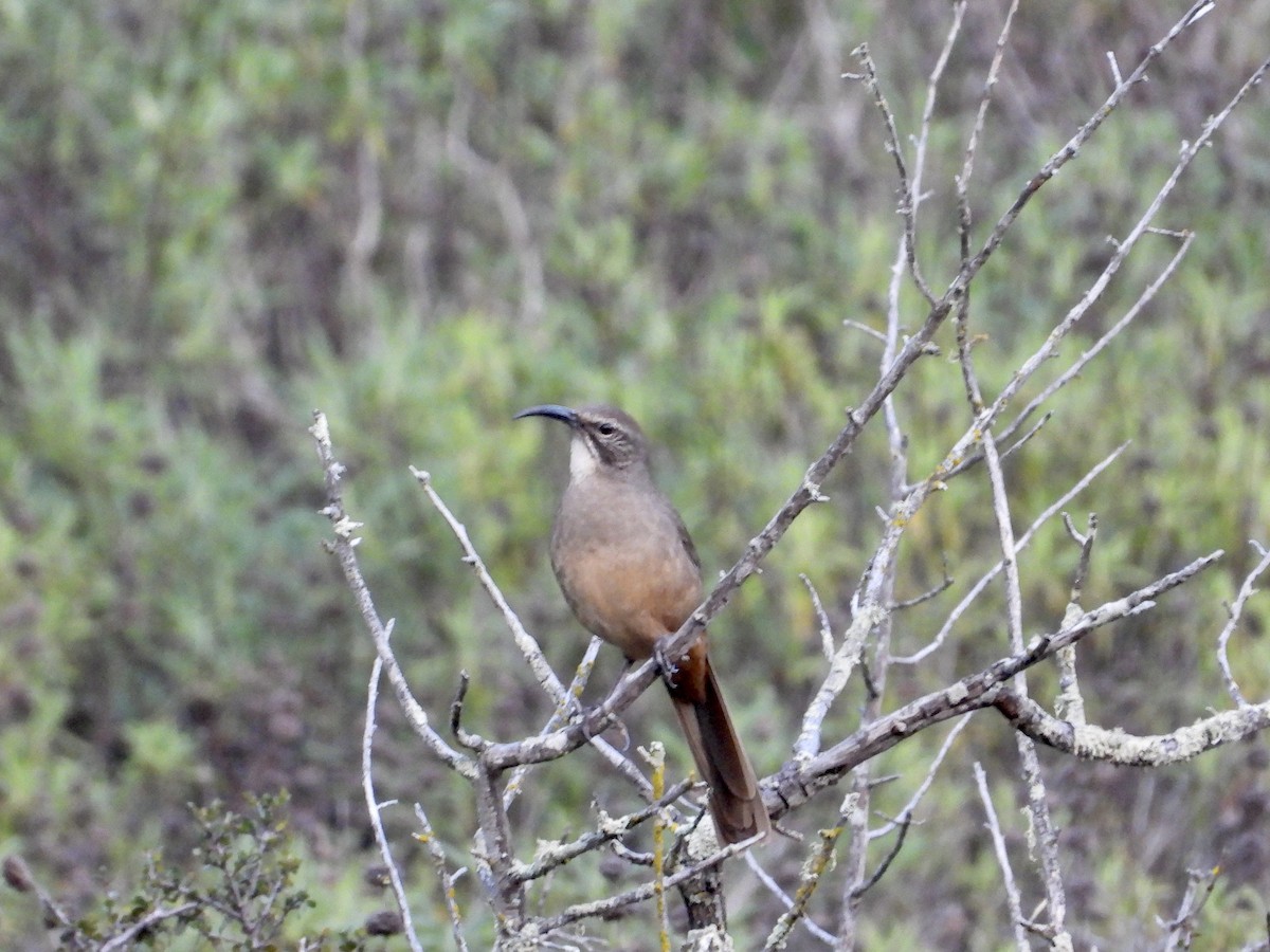 Тремблер каліфорнійський - ML646952068