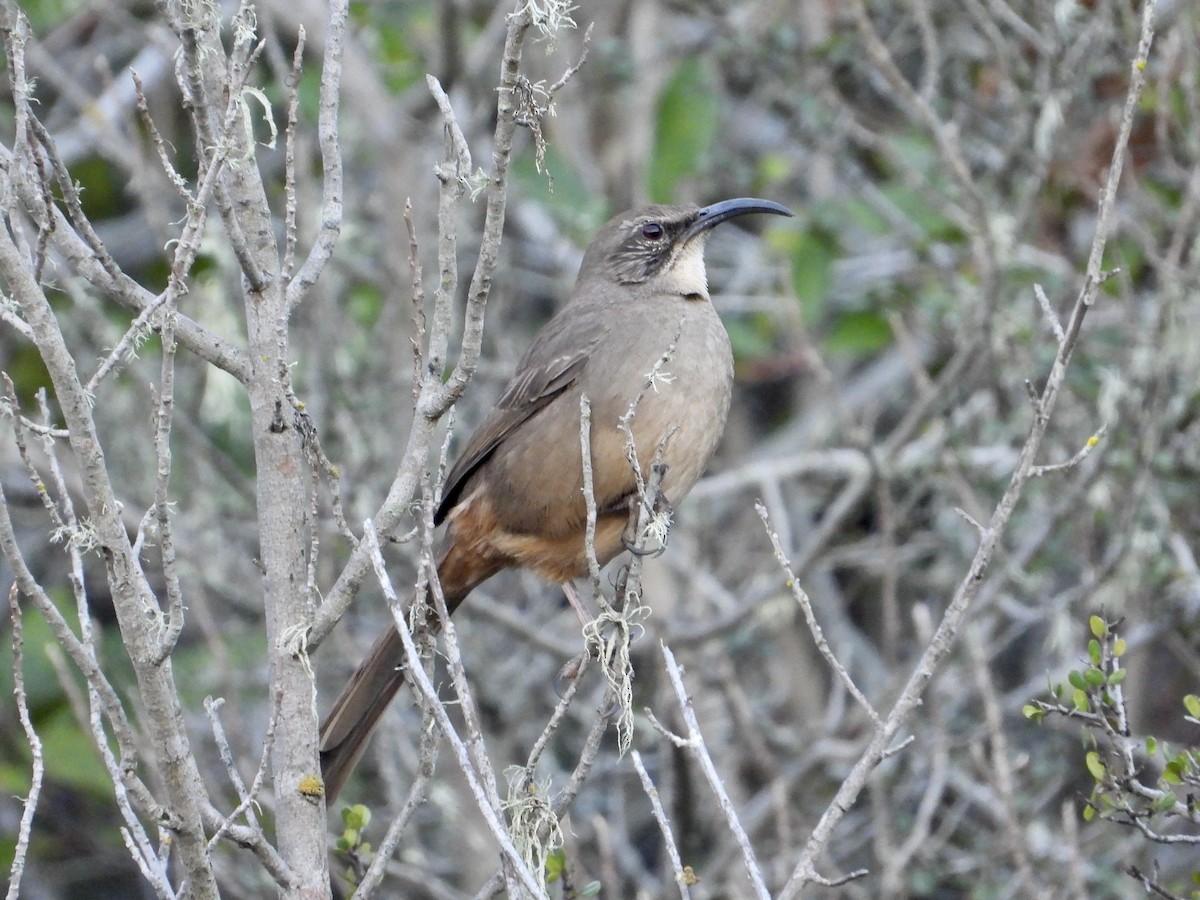 Тремблер каліфорнійський - ML646952069