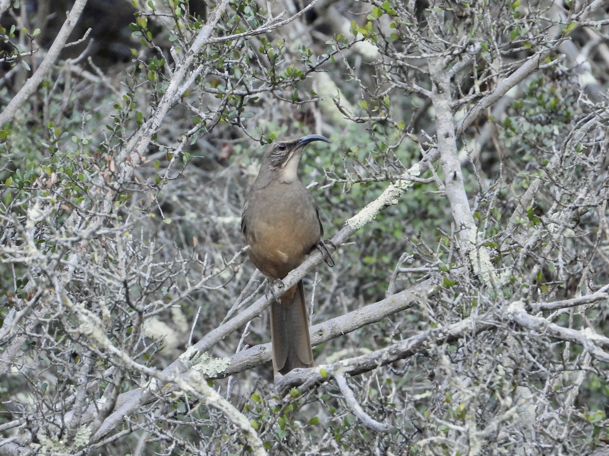 Тремблер каліфорнійський - ML646952070