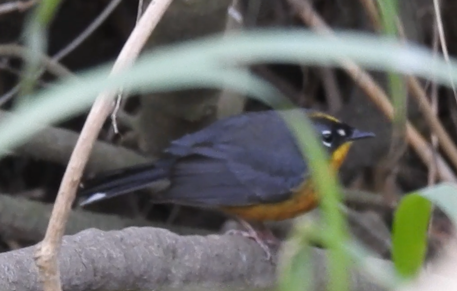 Fan-tailed Warbler - ML646952071