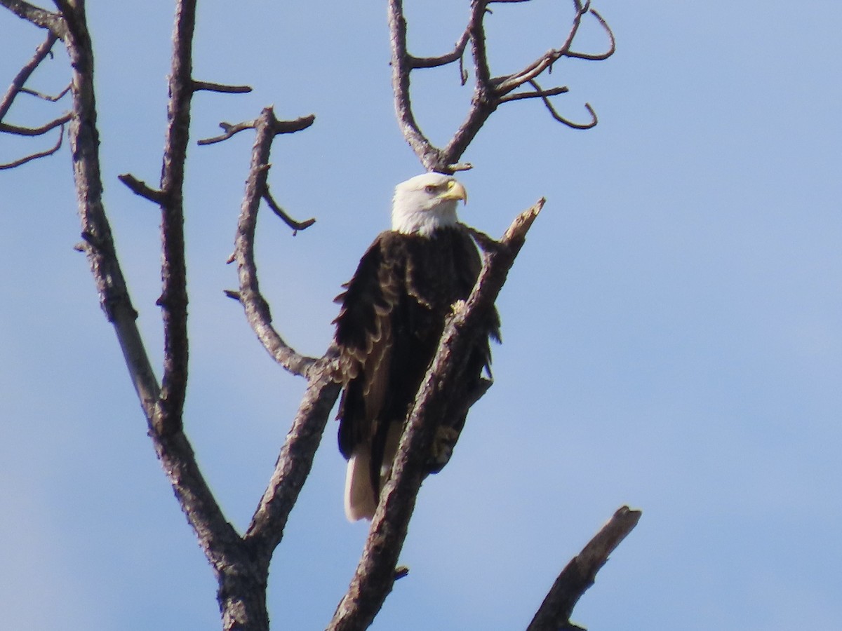 Bald Eagle - ML646952073