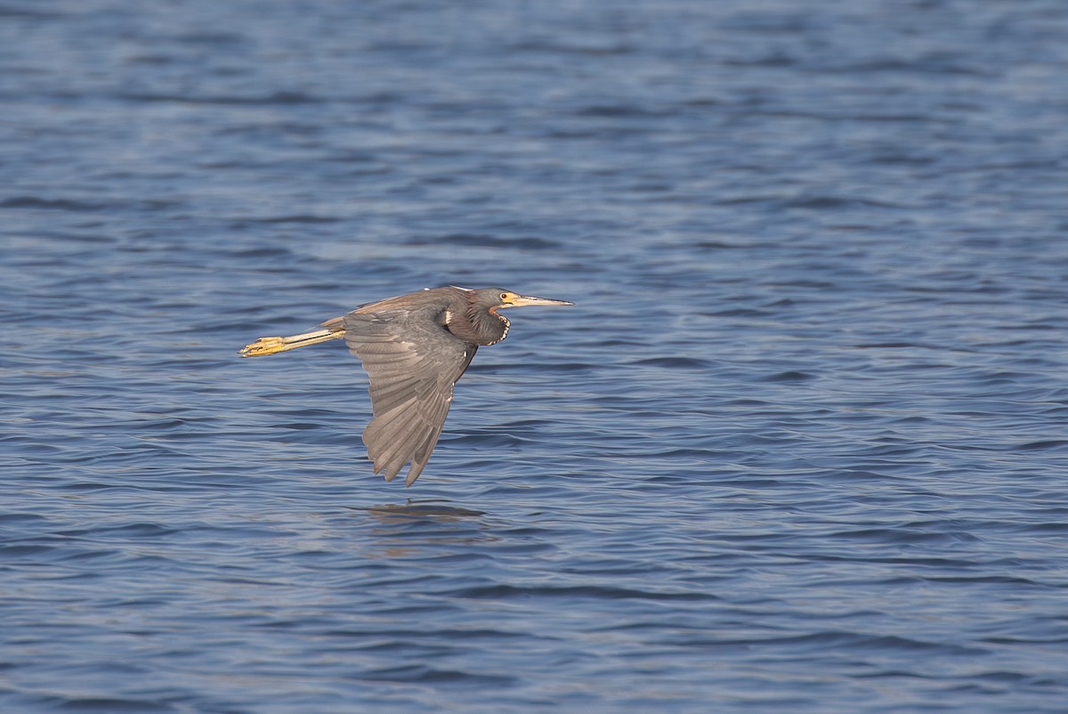 Tricolored Heron - ML646952075