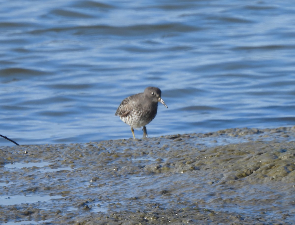 Rock Sandpiper - ML646952076
