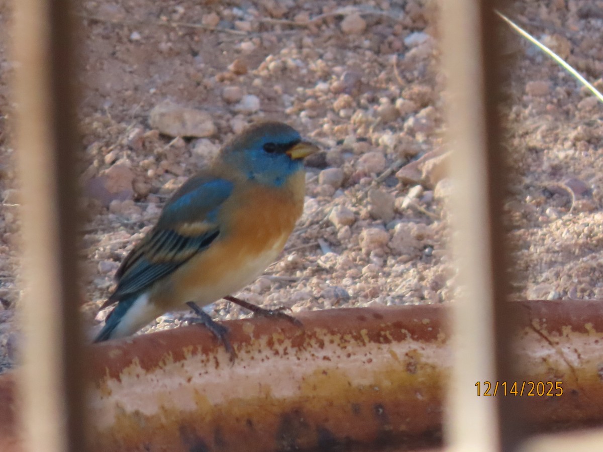 Лазурный колорин - ML646952080