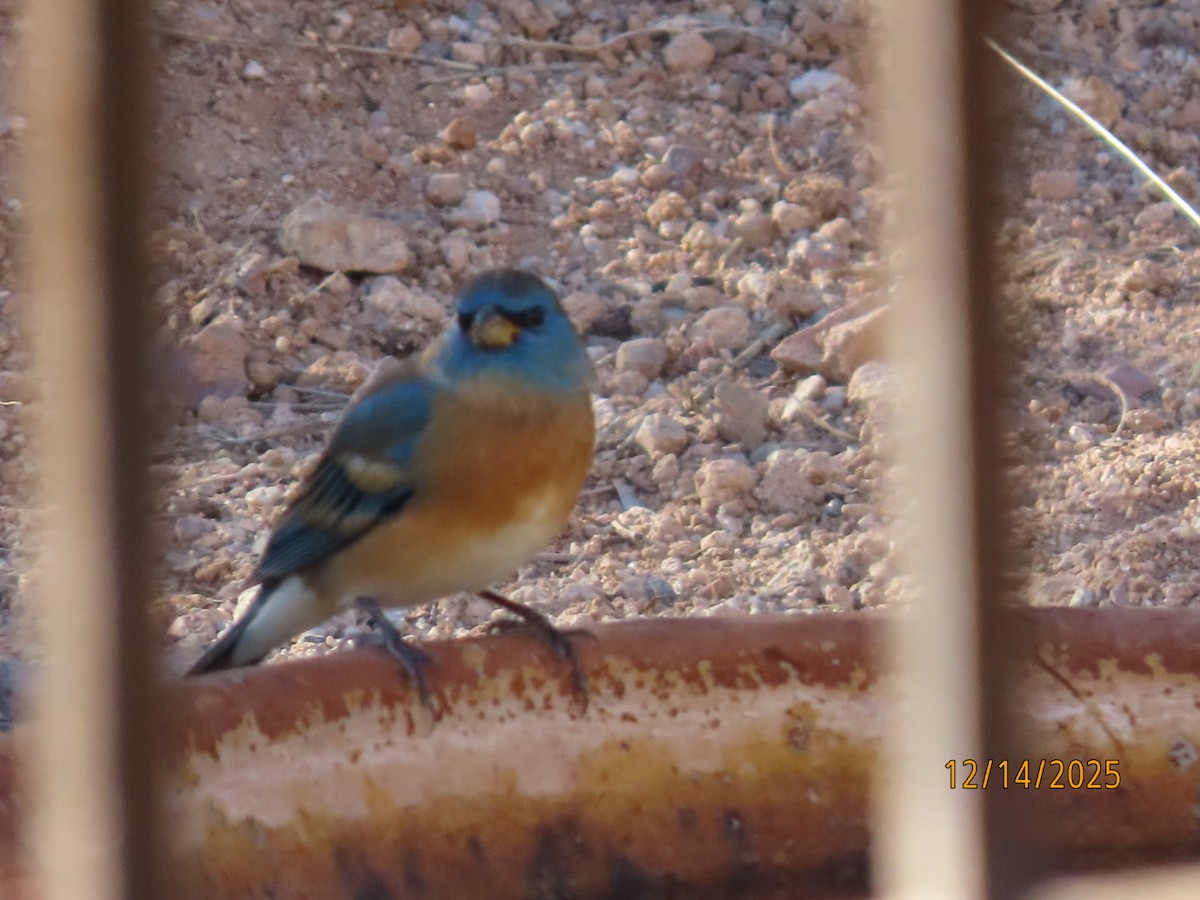 Лазурный колорин - ML646952081