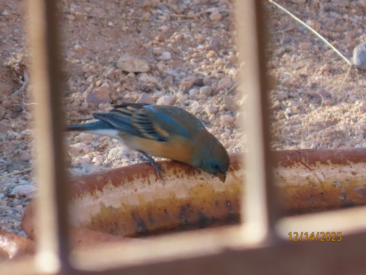 Лазурный колорин - ML646952082