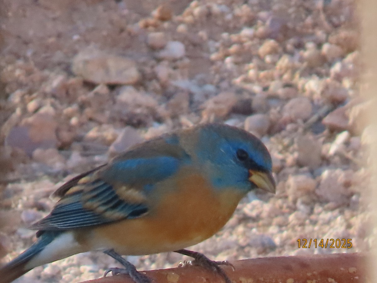 Лазурный колорин - ML646952083