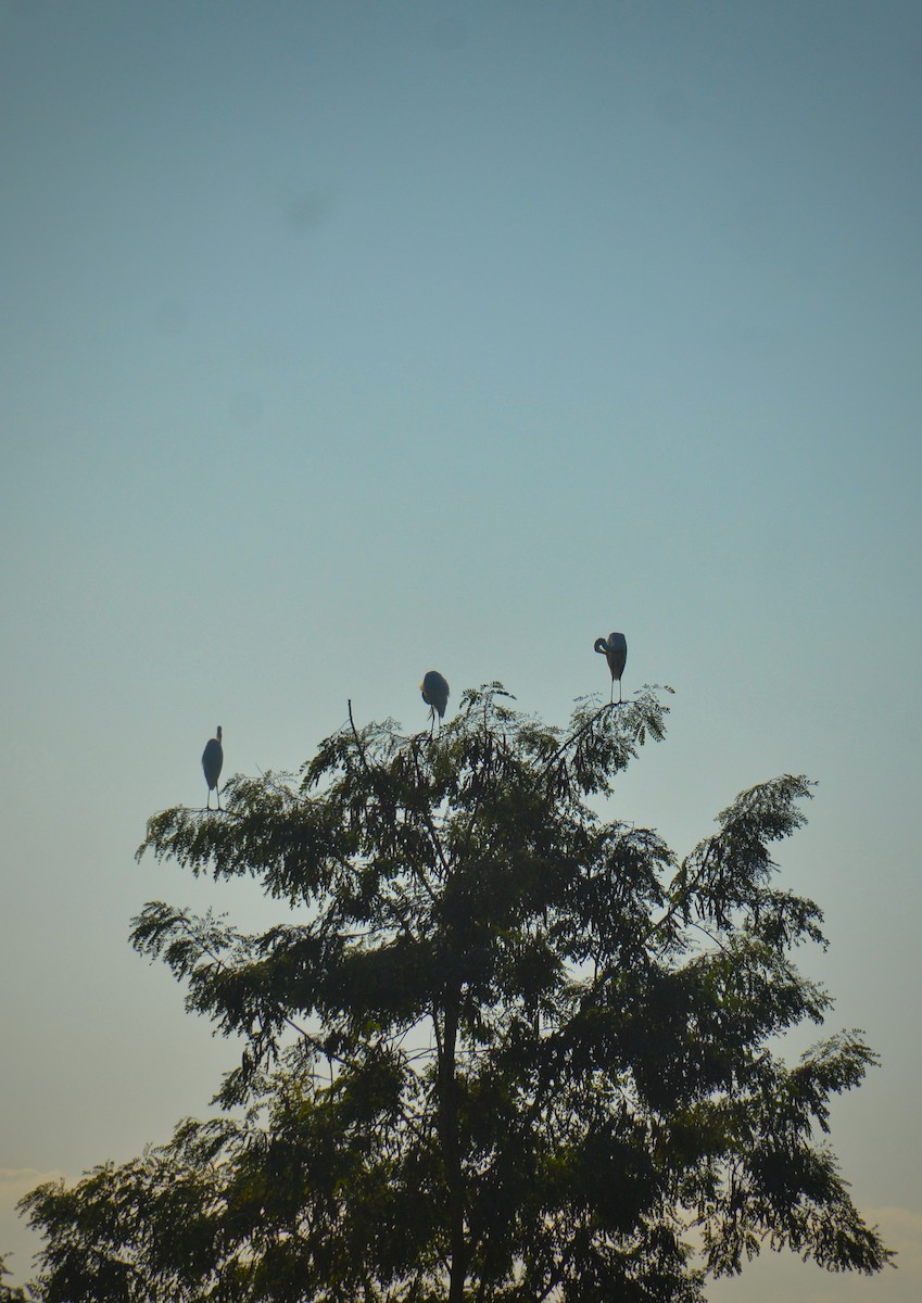 Great Egret - ML646952084