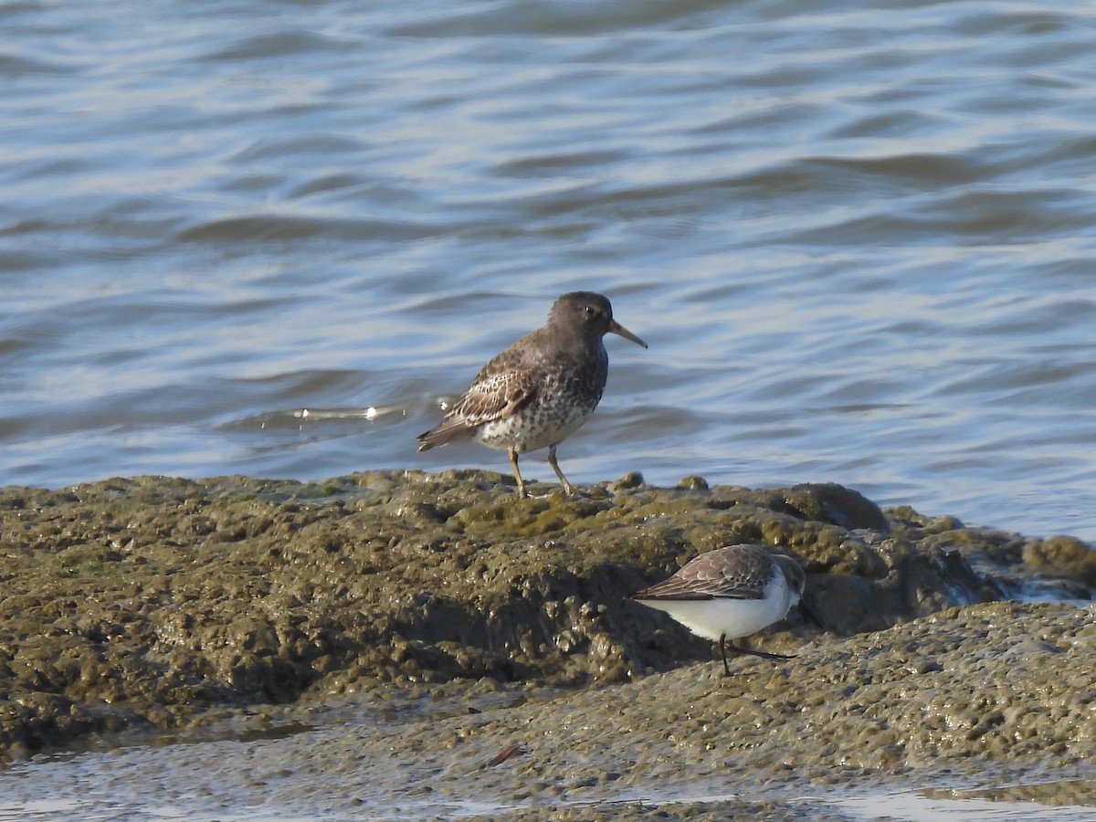 Rock Sandpiper - ML646952086