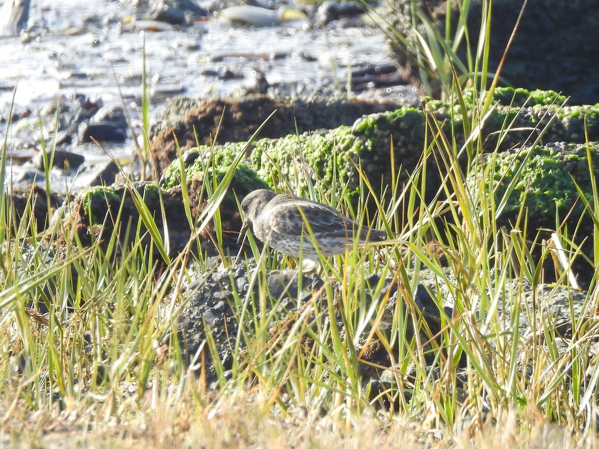 Rock Sandpiper - ML646952089