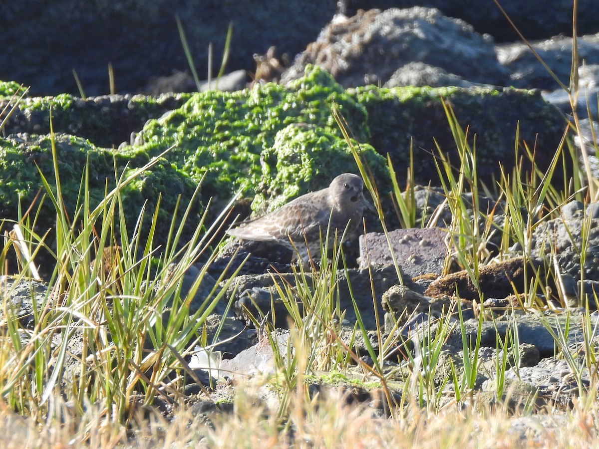 Rock Sandpiper - ML646952093